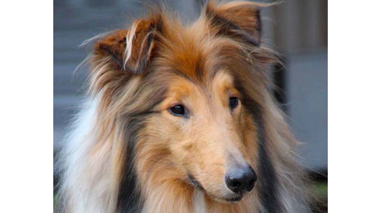My rough collie Dany who is my Facebook profile picture